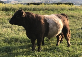 Dun Belted Bulle mit Rotfaktor