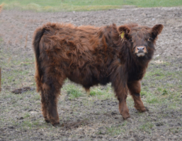 ml.brindle Absetzer zu verkaufen