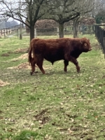 Linus aus dem Holperdorper Tal