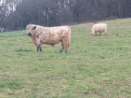 White Galloway Zuchtbulle Manhattan zu verkaufen