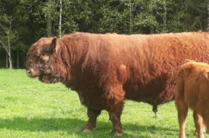 Red Galloway Bulle 4 Jahre Herdbuch
