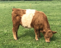 Miniaturansicht für das Anzeigenbild