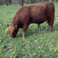 Leo aus dem Holperdorper Tal
