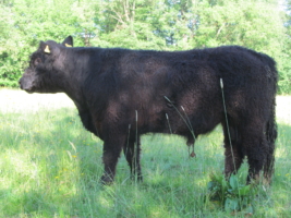 2-jähriger Zuchtbulle Santos
