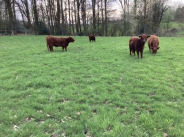 Miniaturansicht für das Anzeigenbild