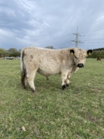 Galloway Bulle