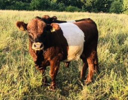 Red Belted Bulle Bio