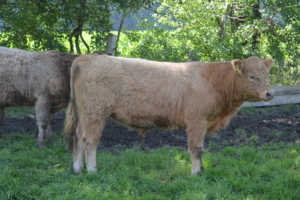 16 Mon.alter Red (apriko) Bulle zu verkaufen