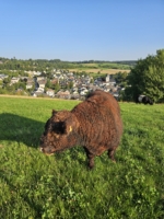 Miniaturansicht für das Anzeigenbild