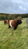 Miniaturansicht für das Anzeigenbild