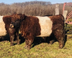 Red Belted Galloway Bulle
