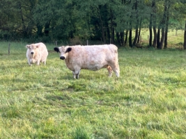 Miniaturansicht für das Anzeigenbild