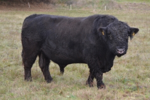 Galloway vom Burgwald