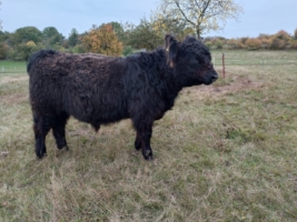 Galloway Jungbulle (Bullenabsetzer)