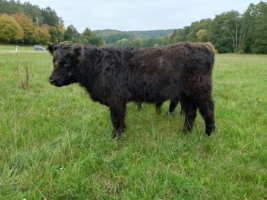 Galloway Jungbulle (Bullenabsetzer)