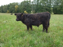 Galloway Jungbulle (Bullenabsetzer)