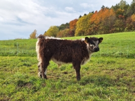 Miniaturansicht für das Anzeigenbild