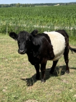 Miniaturansicht für das Anzeigenbild
