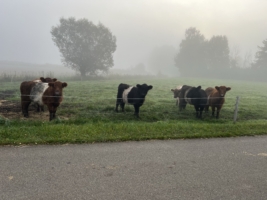 Miniaturansicht für das Anzeigenbild