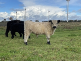 Miniaturansicht für das Anzeigenbild