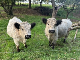 Miniaturansicht für das Anzeigenbild