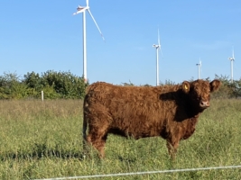 Miniaturansicht für das Anzeigenbild