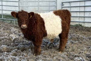 Belted Galloway in Rot