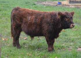 Miniaturansicht für das Anzeigenbild