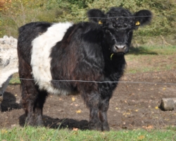 Miniaturansicht für das Anzeigenbild