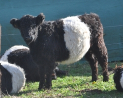 Miniaturansicht für das Anzeigenbild