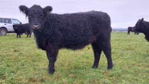 Fee, deckfähige Färse