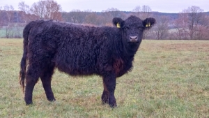 Asuka, deckfähige Färse