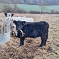 Black und White Absetzer