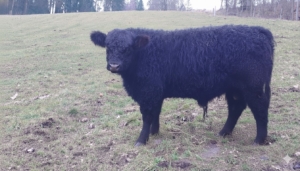 Miniaturansicht für das Anzeigenbild