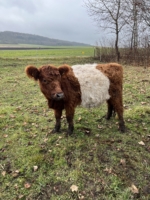 Miniaturansicht für das Anzeigenbild