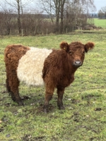 Belted Galloway Färse in rot
