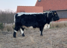 Miniaturansicht für das Anzeigenbild