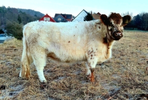 Miniaturansicht für das Anzeigenbild