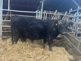 Miniaturansicht für das Anzeigenbild