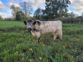 Miniaturansicht für das Anzeigenbild