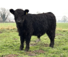 Miniaturansicht für das Anzeigenbild