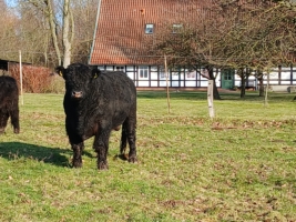 Schwarzer Bio Galloway Bulle