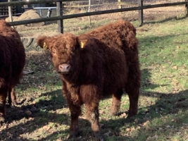 Miniaturansicht für das Anzeigenbild