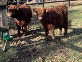 Elli aus dem Holperdorper Tal