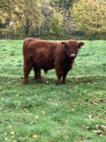 Leo aus dem Holperdorper Tal