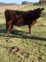 Elli aus dem Holperdorper Tal