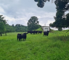 Miniaturansicht für das Anzeigenbild