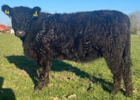 Miniaturansicht für das Anzeigenbild