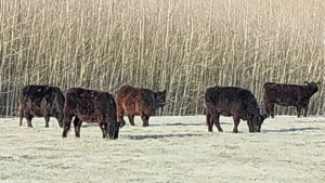 Miniaturansicht für das Anzeigenbild