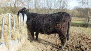 Miniaturansicht für das Anzeigenbild